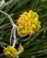 Conostylis candicans candicans