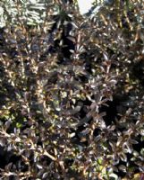 Coprosma kirkii Black Cloud