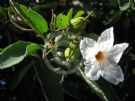 Cordia boissieri