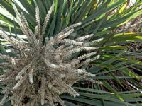 Cordyline australis