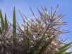 Cordyline australis