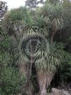 Cordyline australis