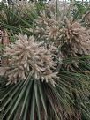 Cordyline australis