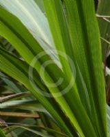 Cordyline banksii