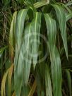 Cordyline banksii