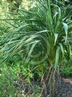 Cordyline banksii