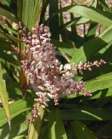 Cordyline congesta