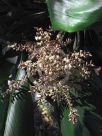 Cordyline fruticosa