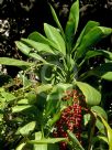 Cordyline fruticosa