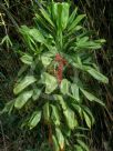 Cordyline fruticosa