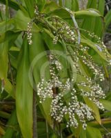 Cordyline obtecta