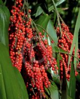 Cordyline petiolaris