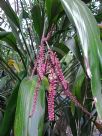 Cordyline petiolaris