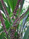 Cordyline petiolaris