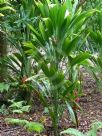 Cordyline petiolaris