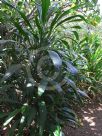 Cordyline petiolaris