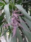 Cordyline stricta