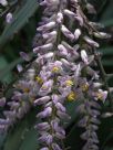 Cordyline stricta