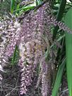 Cordyline stricta