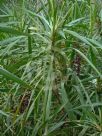 Cordyline stricta