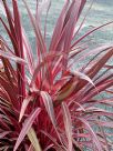 Cordyline Electric Pink