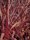 Cordyline Electric Pink