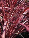 Cordyline Red Fountain