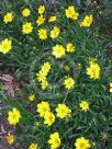 Coreopsis lanceolata