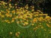 Coreopsis lanceolata