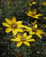 Coreopsis verticillata