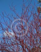 Cornus alba