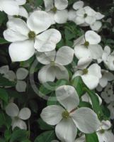 Cornus capitata