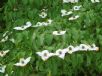 Cornus kousa