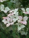 Cornus kousa