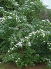 Cornus kousa