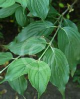 Cornus mas