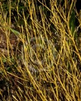 Cornus sericea Flaviramea