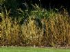 Cornus sericea Flaviramea