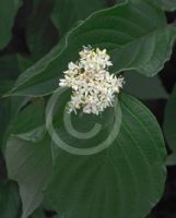 Cornus sericea