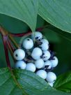 Cornus sericea