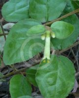 Correa lawrenceana macrocalyx