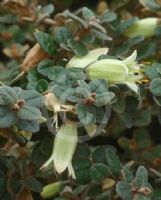 Correa reflexa nummulariifolia