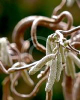 Corylus avellana Contorta