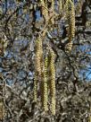 Corylus avellana Contorta