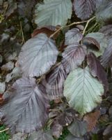 Corylus maxima Purpurea