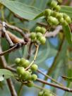 Corymbia aparrerinja