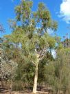 Corymbia aparrerinja