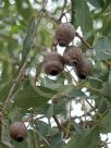 Corymbia calophylla