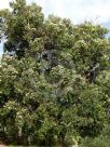 Corymbia calophylla