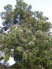 Corymbia calophylla